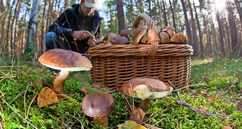 Казахстанцы будут платить налоги за сбор грибов, ягод и диких трав