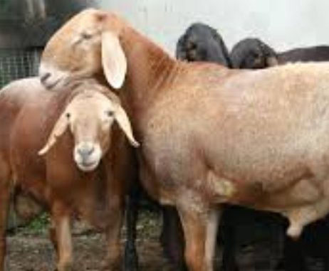 Приняты меры по поддержке владельцев скота, пострадавших от паводка